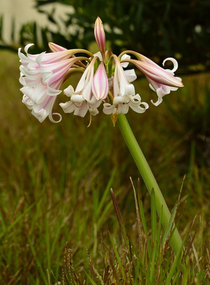 Crinum lineare in habitat. (Adriaan Grobler)