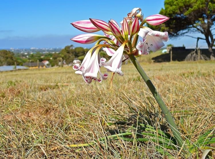 Crinum lineare in habitat. (Adriaan Grobler)