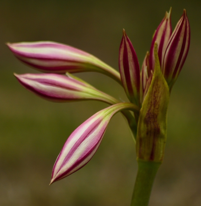 Crinum lineare showing the large bract. (Adriaan Grobler)