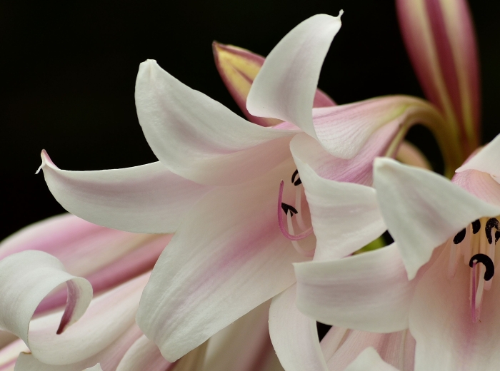 Crinum lineare flowers showing recurved tip. (Adriaan Grobler)