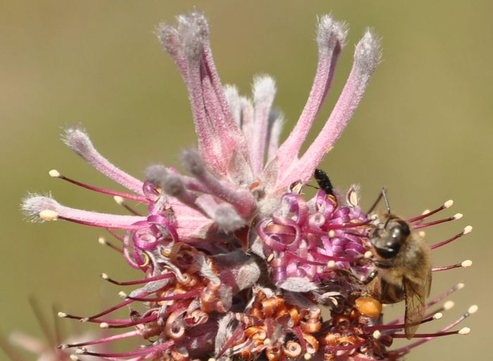 Paranomus bracteolaris flowers are visited by honeybees in Kirstenbosch.