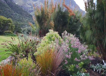 Paranomus bracteolaris growing in the Protea Garden in Kirstenbosch.