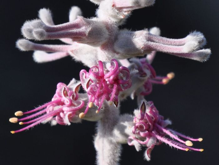 Paranomus bracteolaris, flowers.