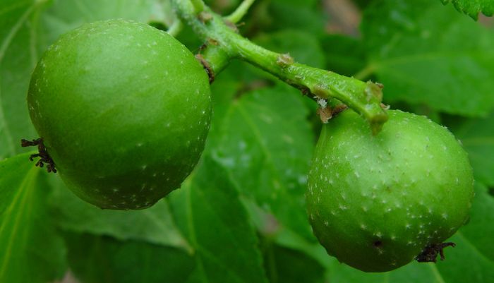 Croton megalobotrys, fruits. (Geoff Nichols)