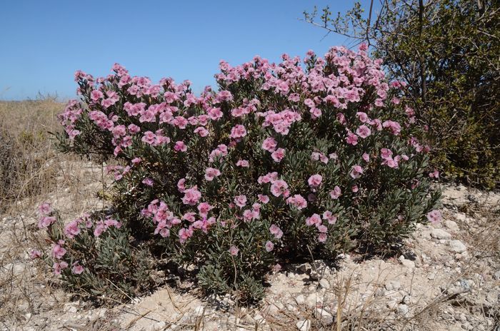 Limonium capense in habitat.