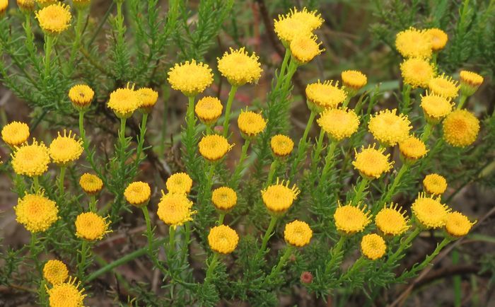 Chrysocoma ciliata, in habitat, Jakkalsfrontein. (Roger Oliver)