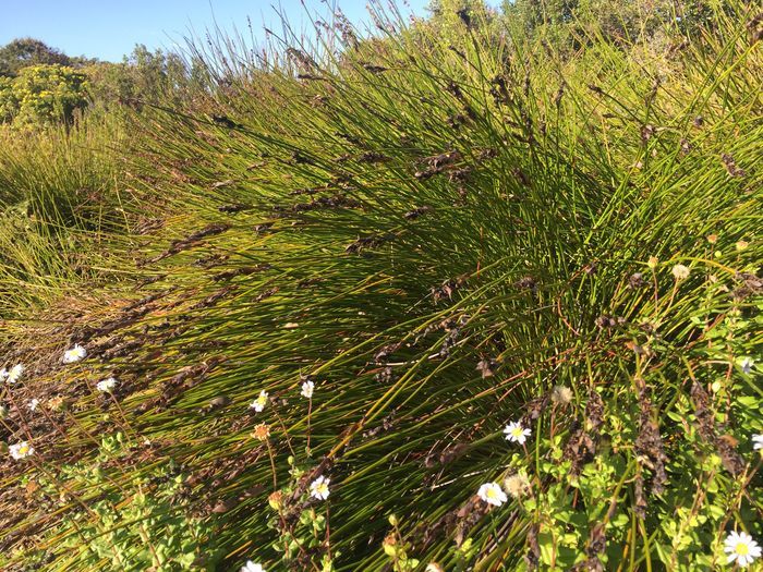 Askidiosperma andreaeanum, female plant. 