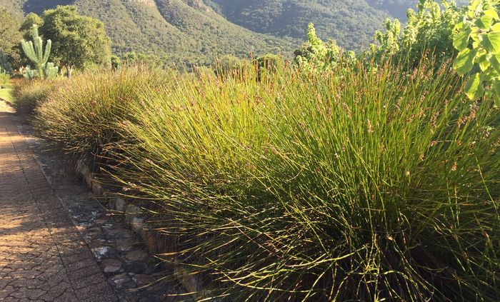 Askidiosperma andreaeanum, growing in Kirstenbosch NBG. 