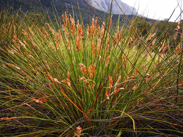 Askidiosperma andreaeanum, male plant. 