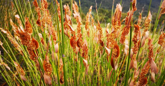 Askidiosperma andreaeanum, male plant. 