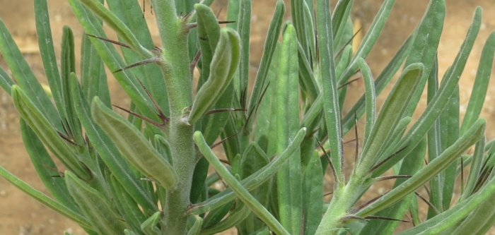 Pachypodium succulentum, showing spines and leaves. 