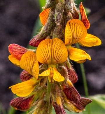 Eriosema umtamvunense, flowers. (Pondoland CREW)