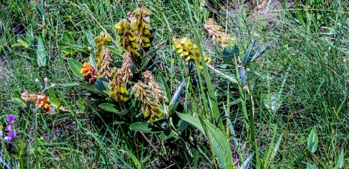 Eriosema umtamvunense, in fruit in habitat. (Graham Grieve)