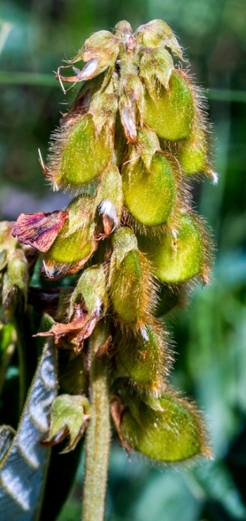 Eriosema umtamvunense, in fruit. (Graham Grieve)