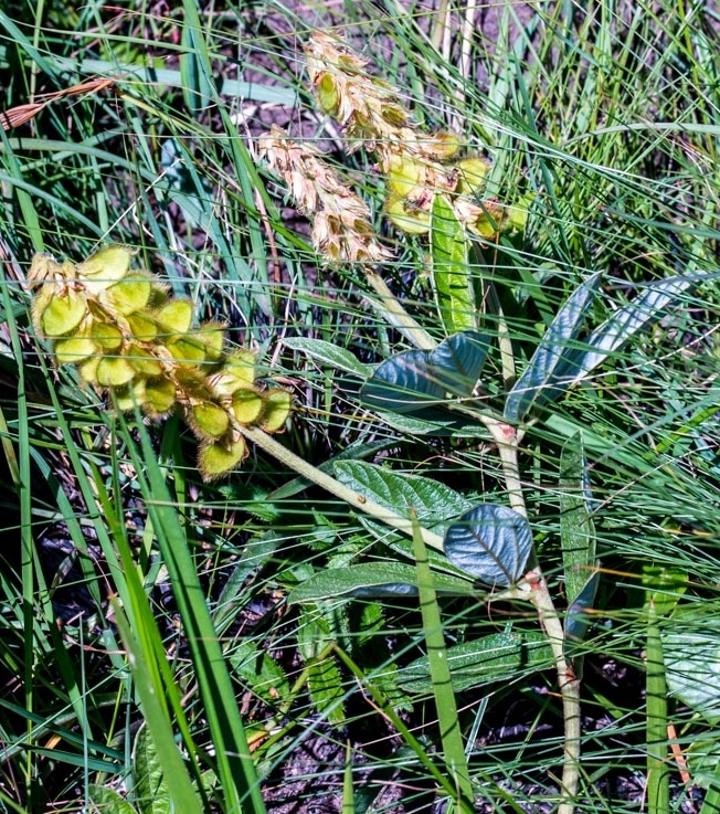 Eriosema umtamvunense, in fruit in habitat. (Graham Grieve)