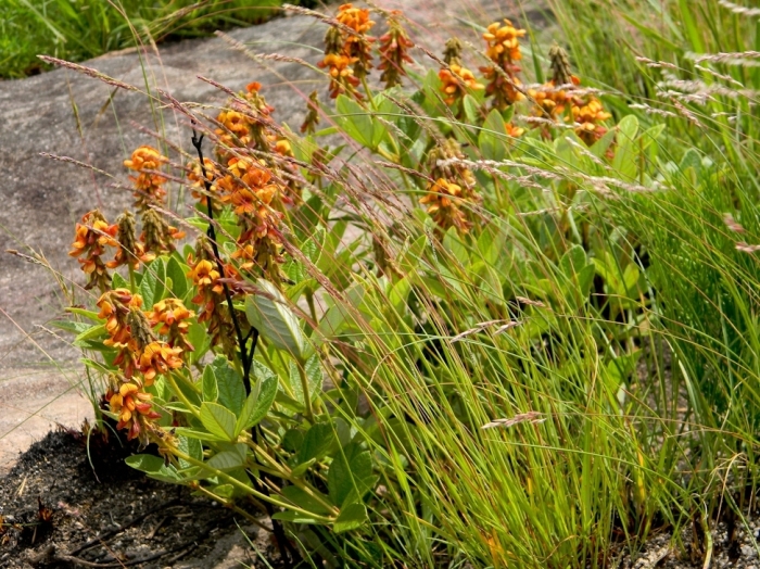 Eriosema umtamvunense, in habitat. (Pondoland CREW)