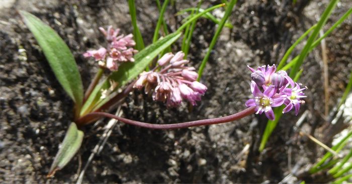 Ledebouria rupestris in flower, in habitat.