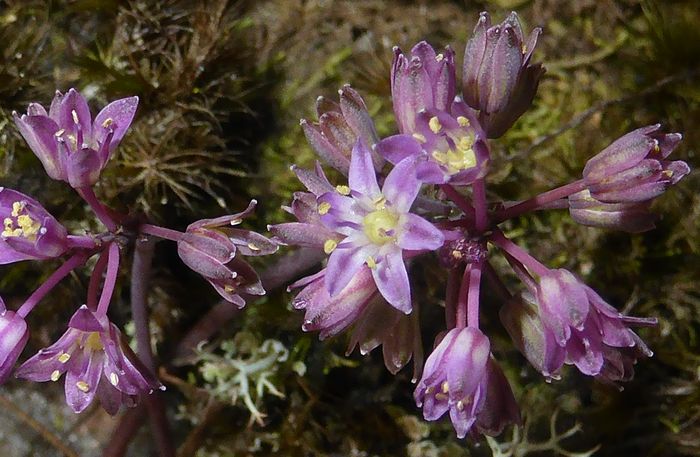 Ledebouria rupestris, flowers.