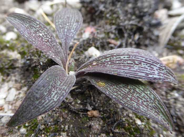 Ledebouria rupestris, upper surface of the leaf with broken longitudinal rows of minute papillae.