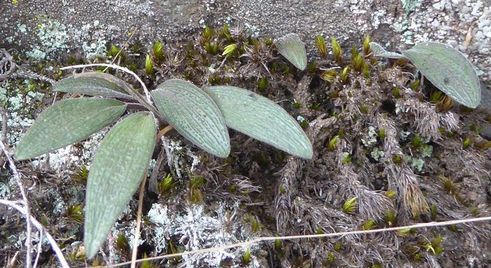 Ledebouria rupestris, growing in habitat.