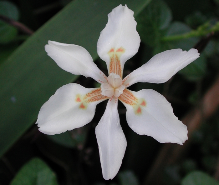 Dietes butcheriana (Graham Duncan)