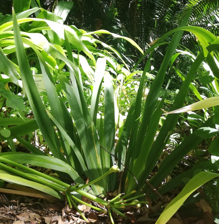 Dietes butcheriana (Sanele Nkosi)