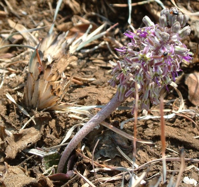 Ledebouria ovatifolia subsp. scabrida, in flower. (Neil Crouch)