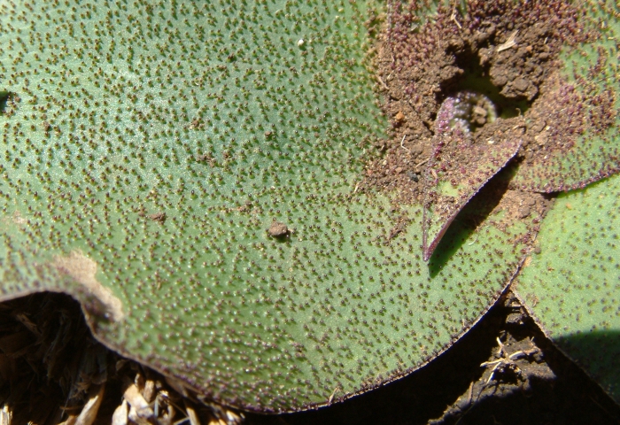 Ledebouria ovatifolia subsp. scabrida, upper surface of a leaf. (Neil Crouch)