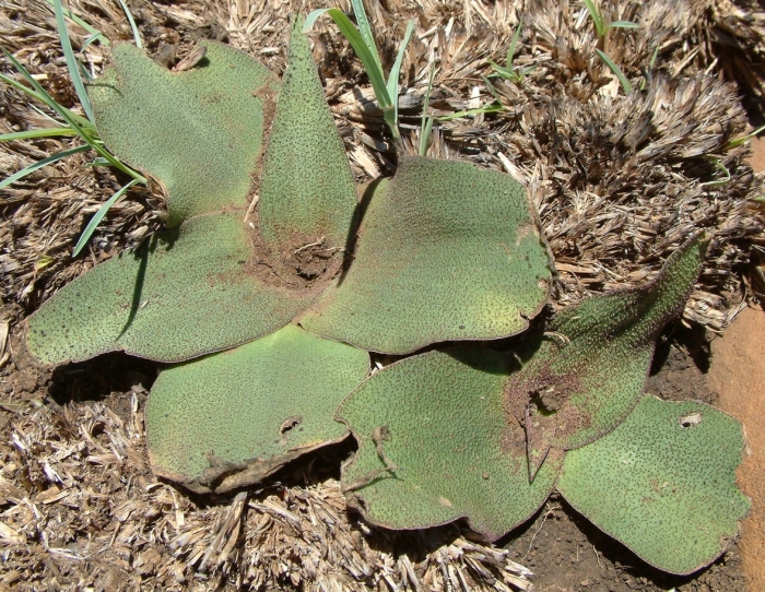 Ledebouria ovatifolia subsp. scabrida  (Neil Crouch)