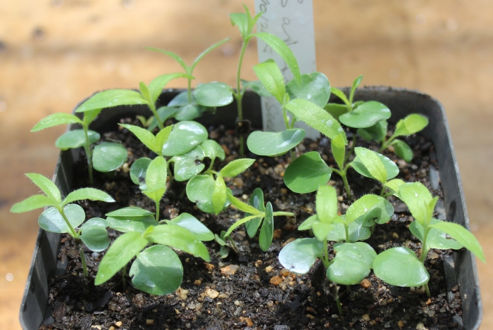 Barleria oxyphylla, seedlings.