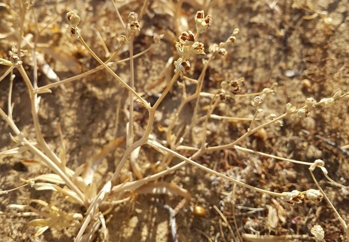 Lapeirousia anceps, dried plant with seeds in seed capsules.