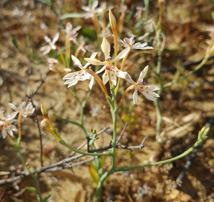 Lapeirousia anceps, flowering stem.