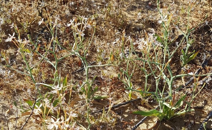 Lapeirousia anceps, plants in flower.