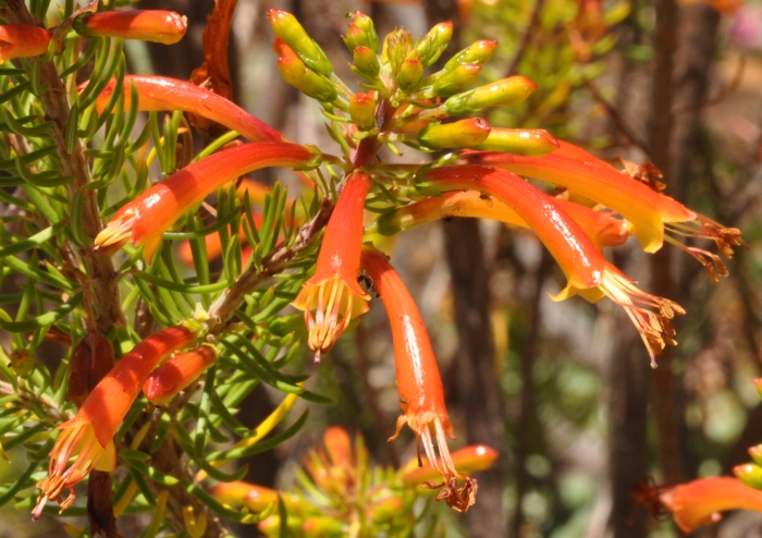 Erica grandiflora subsp. grandiflora, note anther rings unbroken and broken.