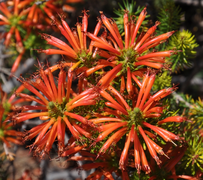 Erica grandiflora subsp. grandiflora