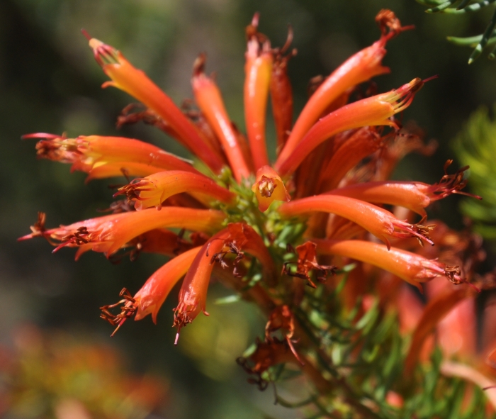 Erica grandiflora subsp. grandiflora