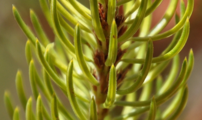 Erica grandiflora subsp. grandiflora, leaves.