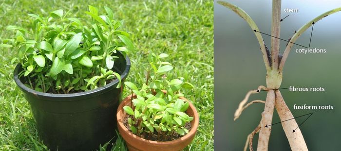 Seedlings of Ceropegia crassifolia var. crassifolia, germinating between 10–18 days after being sown.