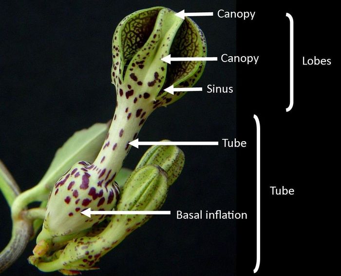 External parts of the flower of Ceropegia crassifolia var. crassifolia.