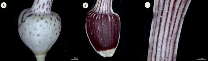  Shaft of the tube showing the white/maroon longitudinal tripes and downwards-pointing hairs on the inside surface.