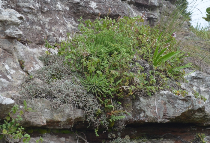 Euphorbia flanaganii, growing in habitat. 