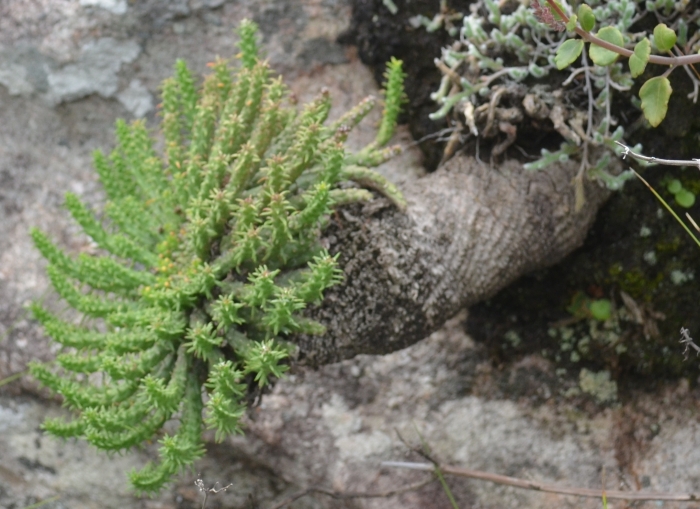 Euphorbia flanaganii, a plant growing in habitat. 