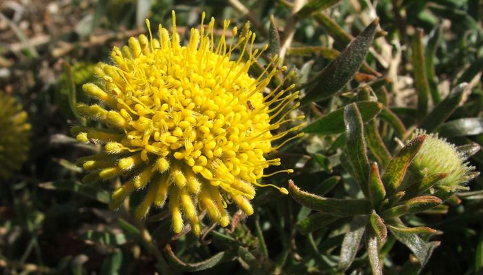 Leucospermum prostratum, flowerhead.