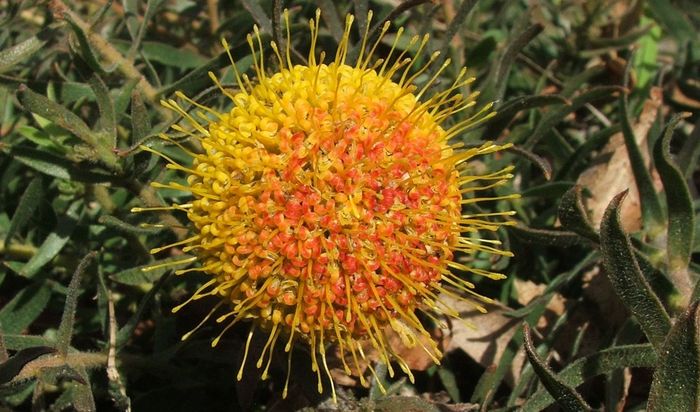 Leucospermum prostratum, maturing flowerhead.