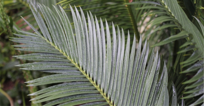 Encephalartos cerinus (Willem Froneman)