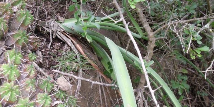 Albuca deaconii in its native habitat on the farm Fountain Head. Note the Euphorbia pulvinata in foreground (James Deacon)