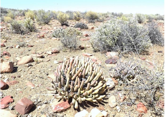 Cylindrophyllum comptonii, in habitat.