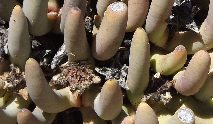 Cylindrophyllum comptonii, fruits. 