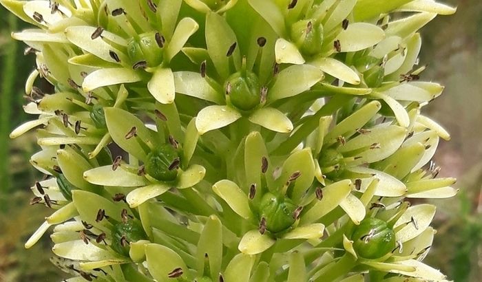 Eucomis pallidiflora subsp. pole-evansii (Craig Peter)