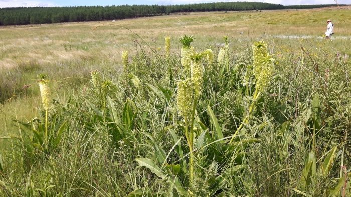 Eucomis pallidiflora subsp. pole-evansii (Craig Peter)